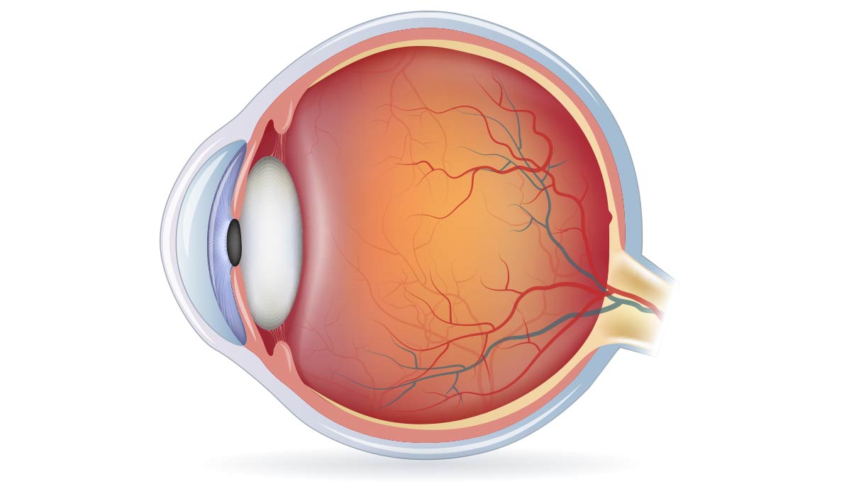 Eye anatomy diagram